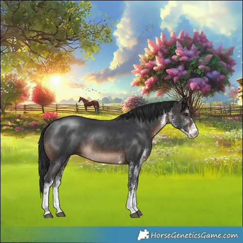 Horse Color:White Spotted Brown Rabicano 
