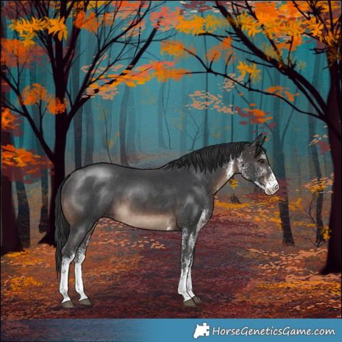 Horse Color:White Spotted Brown Rabicano 