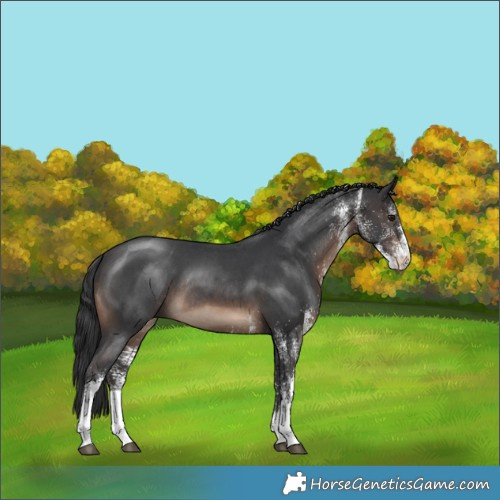 Horse Color:White Spotted Brown Rabicano 