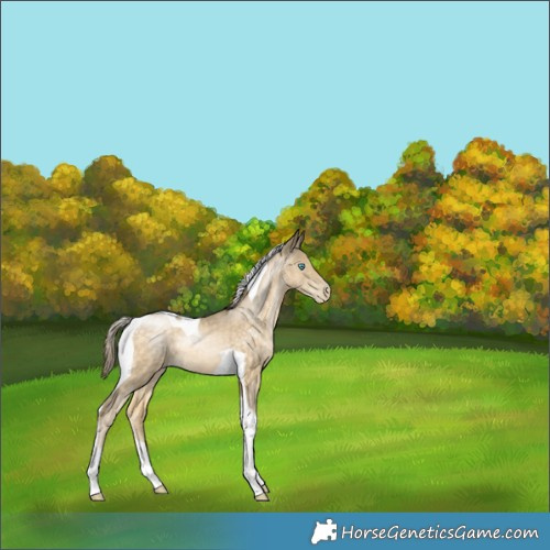 Horse Color:Chocolate Buckskin Pearl Tobiano 