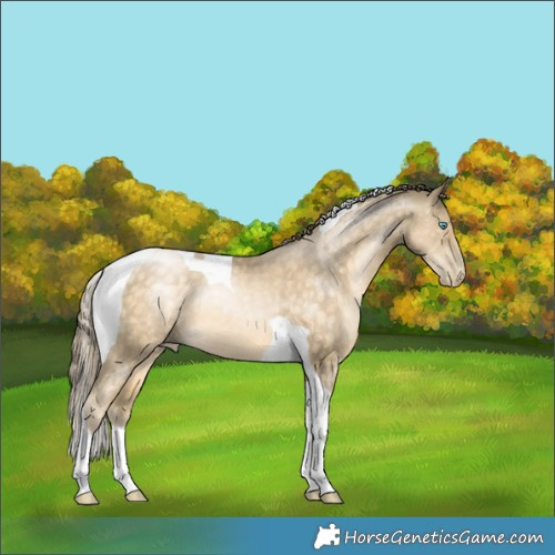 Horse Color:Chocolate Buckskin Pearl Tobiano 