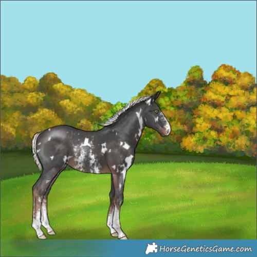 Horse Color:White Spotted Liver Chestnut Mushroom Sabino Rabicano 