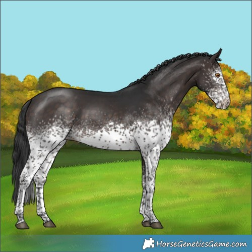 Horse Color:White Spotted Brown Mushroom Rabicano