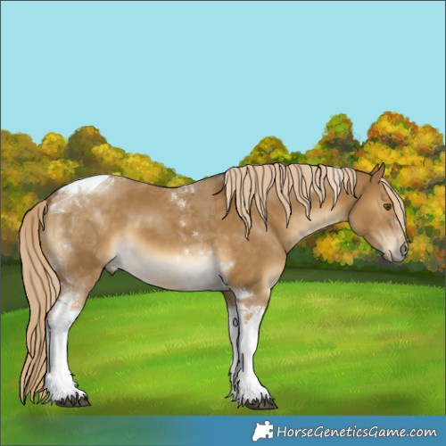 Horse Color:Chocolate Palomino Dun Mushroom Tobiano 