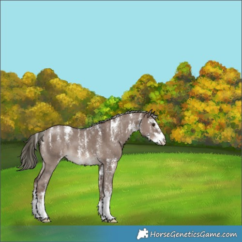 Horse Color:Powder White Liver Red Dun Mushroom Sabino 