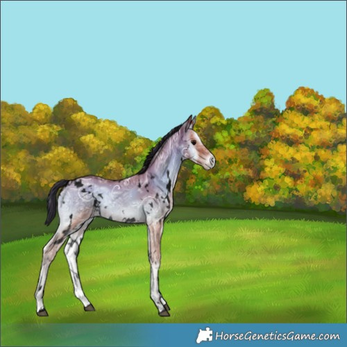 Horse Color:Void White Spotted Bay Ice Onyx 