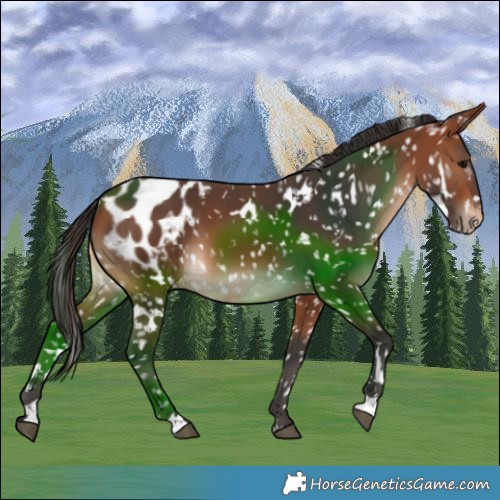 Horse Color:White Spotted Bay Snowflake Varnish 