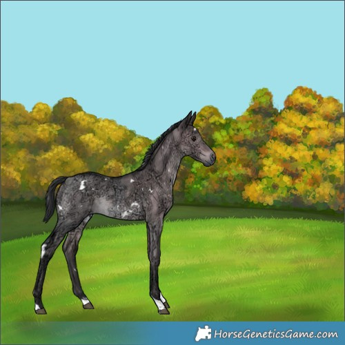 Horse Color:Platinum White Spotted Brown Ice Dun Tobiano Rabicano 