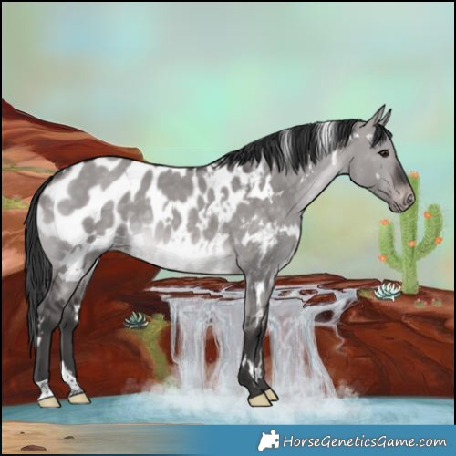 Horse Color:Platinum White Spotted Brown Dun Near Leopard 