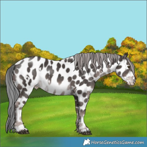 Horse Color:Platinum White Spotted Liver Chestnut Appaloosa Rabicano 