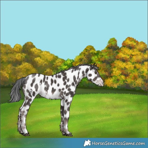 Horse Color:Platinum White Spotted Liver Chestnut Appaloosa Rabicano