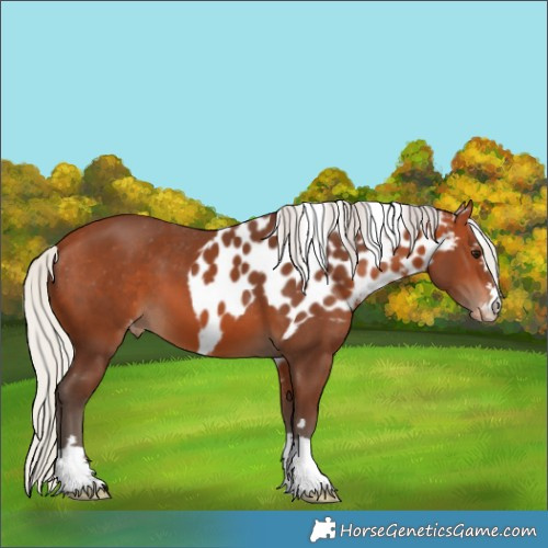 Horse Color:Silver Bay Skewed Appaloosa 