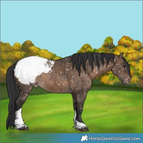 Horse Color:Brown Dun Tobiano Appaloosa Brindle 