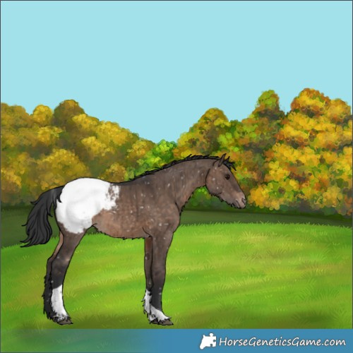 Horse Color:Brown Dun Tobiano Appaloosa Brindle