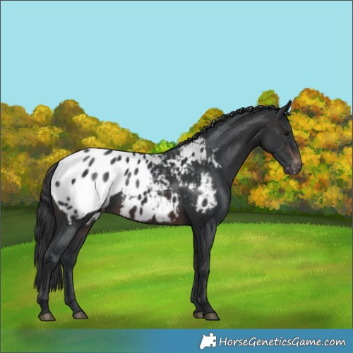 Horse Color:Brown Appaloosa Rabicano 