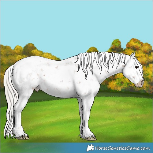 Horse Color:Chocolate Silver Brown Sabino Appaloosa 
