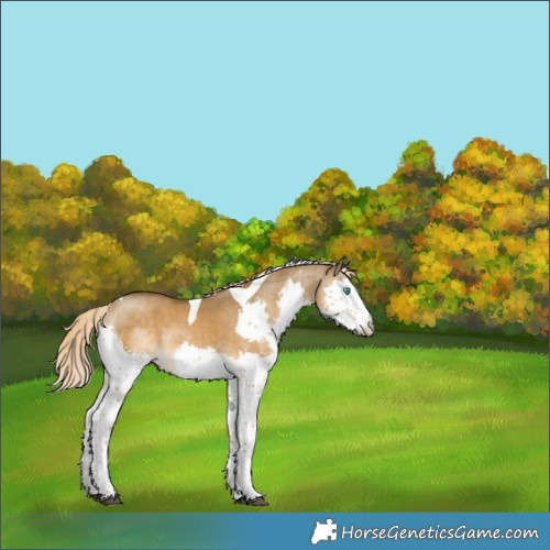 Horse Color:Chocolate Palomino Dun Mushroom Splash Tobiano 