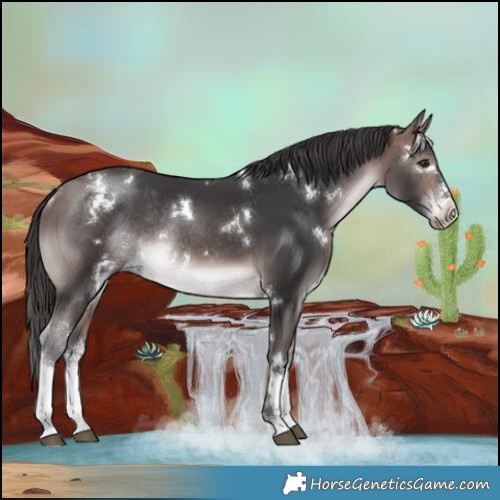 Horse Color:Platinum White Spotted Bay Rabicano 