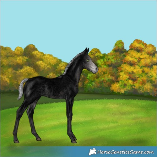Horse Color:Void Platinum Silver Buckskin Roan 