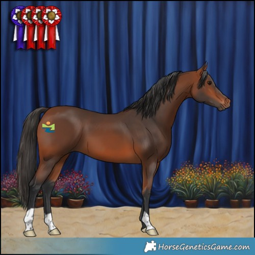 Horse Color:Bay 