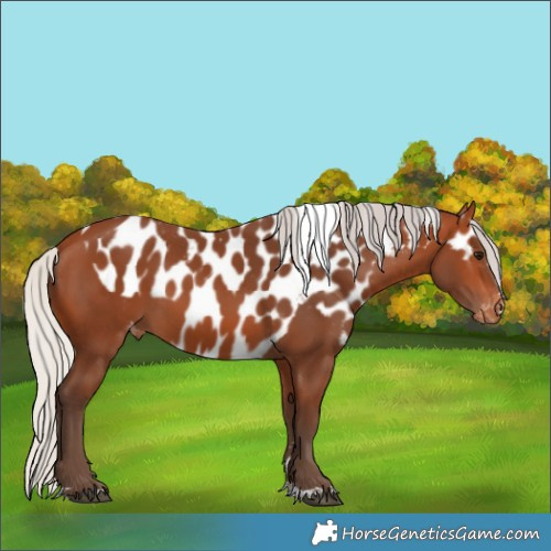 Horse Color:Silver Bay Skewed Appaloosa 