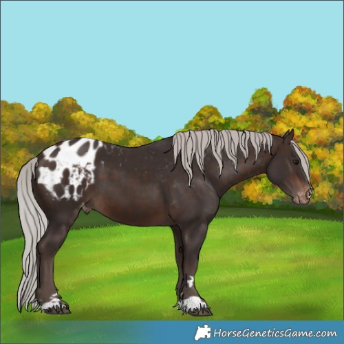 Horse Color:Silver Brown Appaloosa 