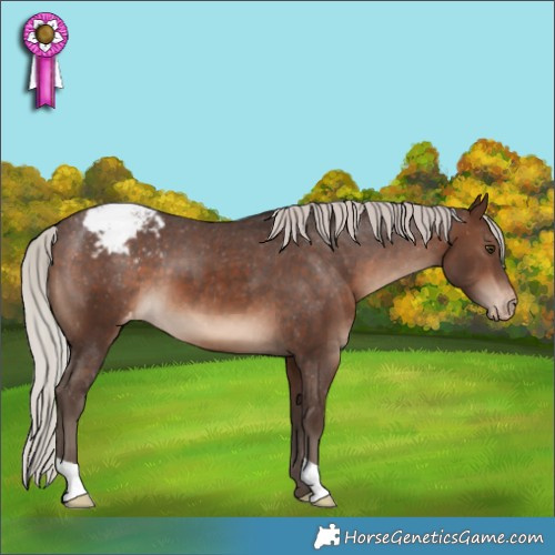 Horse Color:Silver Brown Appaloosa 