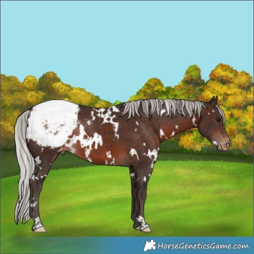 Horse Color:White Spotted Silver Brown Appaloosa Rabicano