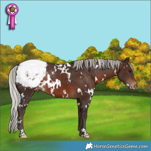 Horse Color:White Spotted Silver Brown Appaloosa Rabicano 