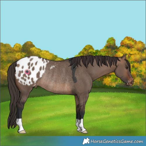 Horse Color:Brown Dun Blanket Rabicano 
