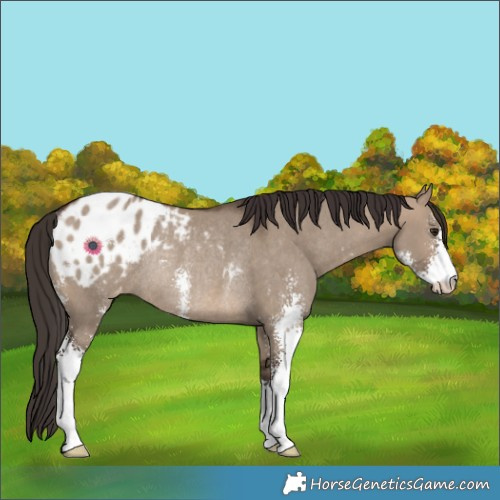 Horse Color:Brown Dun Sabino Appaloosa Rabicano