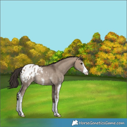 Horse Color:Brown Dun Sabino Appaloosa Rabicano 
