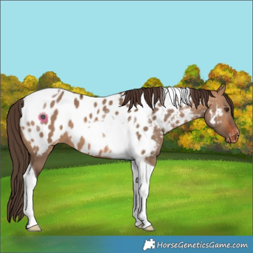 Horse Color:Bay Dun Tobiano Appaloosa 