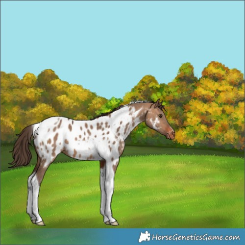 Horse Color:Bay Dun Tobiano Appaloosa 