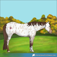 Horse Color:Sable Champagne Dun Near Leopard 
