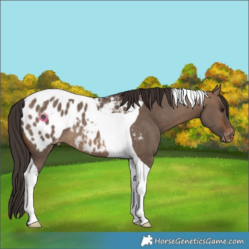 Horse Color:Brown Dun Tobiano Appaloosa Rabicano 