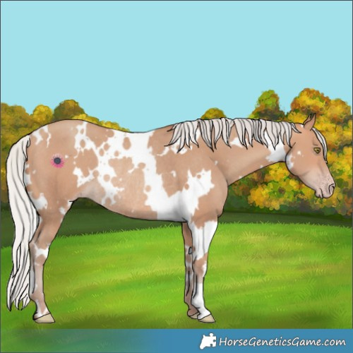 Horse Color:White Spotted Silver Sable Champagne Rabicano