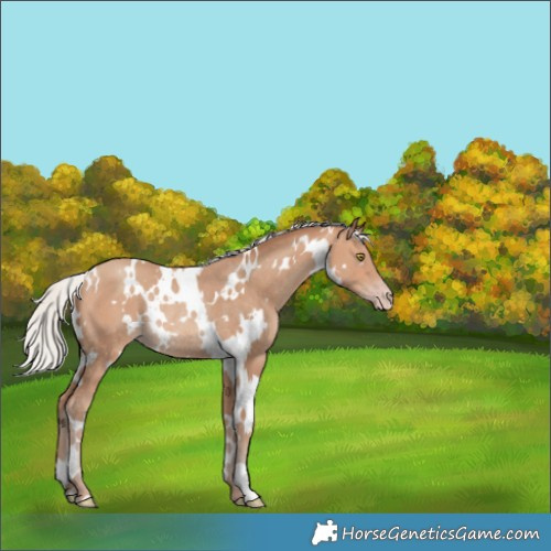 Horse Color:White Spotted Silver Sable Champagne Rabicano 