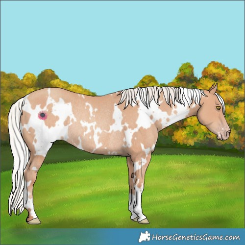 Horse Color:White Spotted Silver Sable Champagne Rabicano 