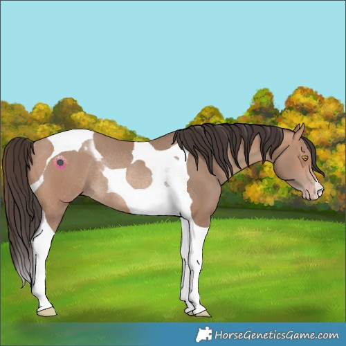 Horse Color:Sable Champagne Tobiano Rabicano 