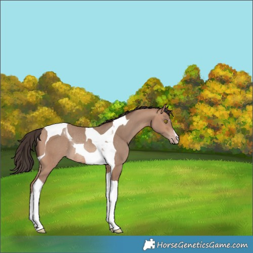 Horse Color:Sable Champagne Tobiano Rabicano 