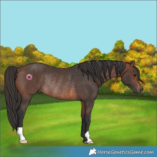 Horse Color:Brown Rabicano 
