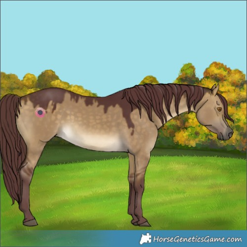 Horse Color:Chocolate Buckskin Dun
