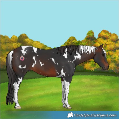 Horse Color:White Spotted Brown Tobiano 