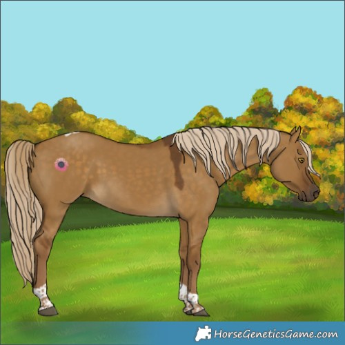 Horse Color:Chocolate Palomino Dun Tobiano 