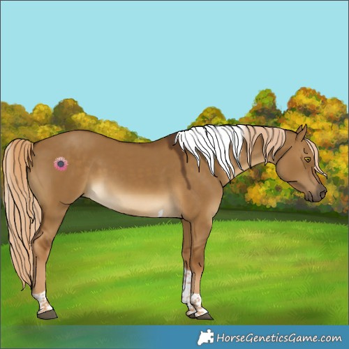Horse Color:Chocolate Palomino Dun Tobiano 