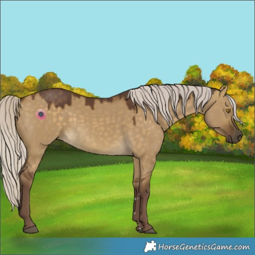 Horse Color:Chocolate Silver Buckskin Dun 