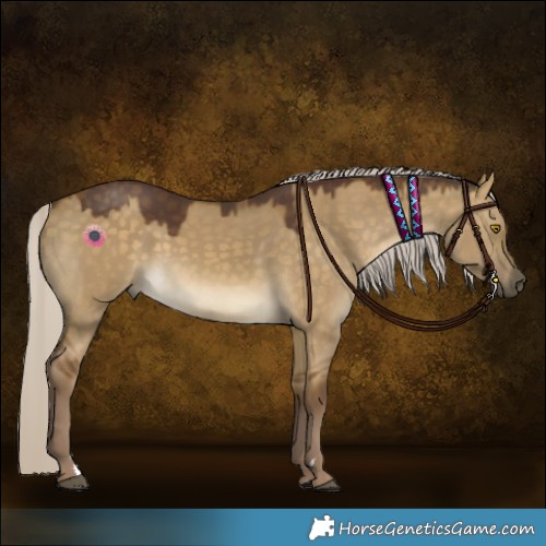 Horse Color:Chocolate Silver Buckskin Dun 
