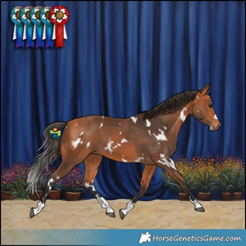 Horse Color:White Spotted Bay 