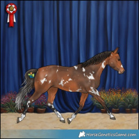 Horse Color:White Spotted Bay 
